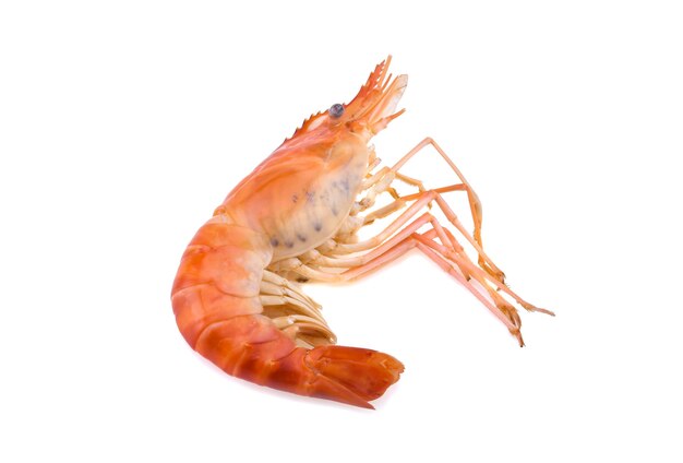 Fresh cooked shrimp on white background