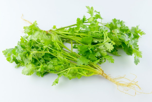 Fresh coriander leaves on white background