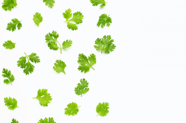 Fresh coriander leaves on white background.