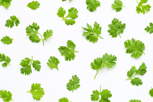 Fresh coriander leaves on white background.