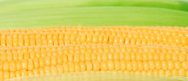 Fresh Corn close-up peeled revealing its yellow cob