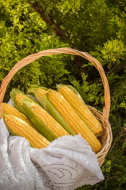 Fresh corn on cob in wicker basket. Untreated corn cobs. Fresh corn vegetable in basket. Harvested corn in wicker basket, freshly picked maize ears out in agricultural field landscape, selective