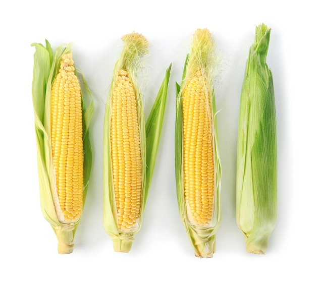 Fresh corn cobs isolated on white