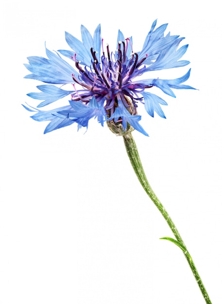 Fresh cornflower isolated on white