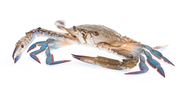 fresh crab isolated on white background.