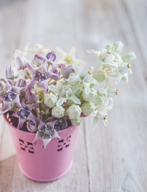 Fresh Crown flower or Calotropis giantea on wooden table 