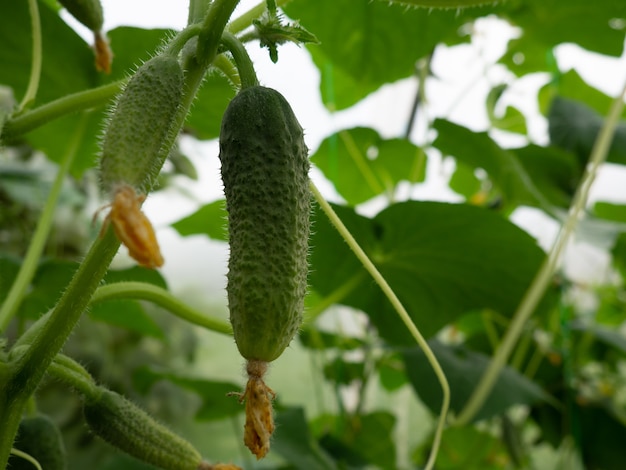 fresh cucumber on a bush in a greenhouse with space for text