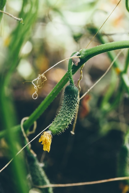 Fresh Cucumber On Hothouse Plantation