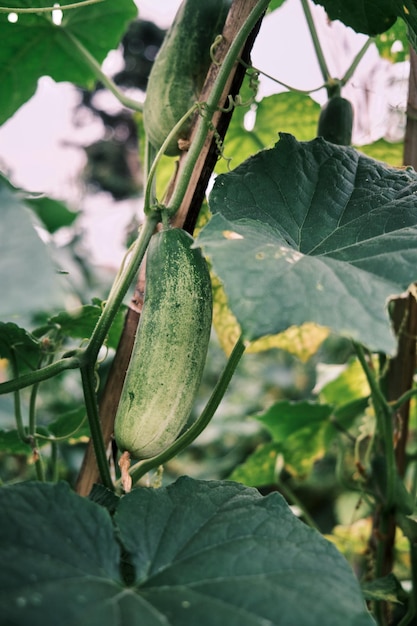 Fresh cucumber, in the photo after the rain in the afternoon