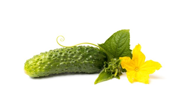 Fresh cucumber with foliage and flowers isolate on a white background. The concept of natural farming and ecological cultivation of vegetables