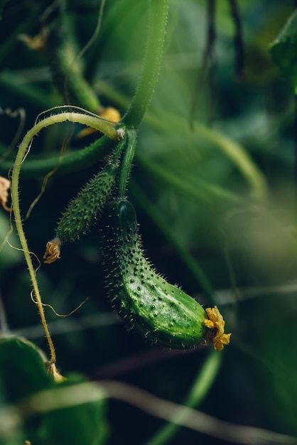 Fresh Cucumbers In The Greenhouse