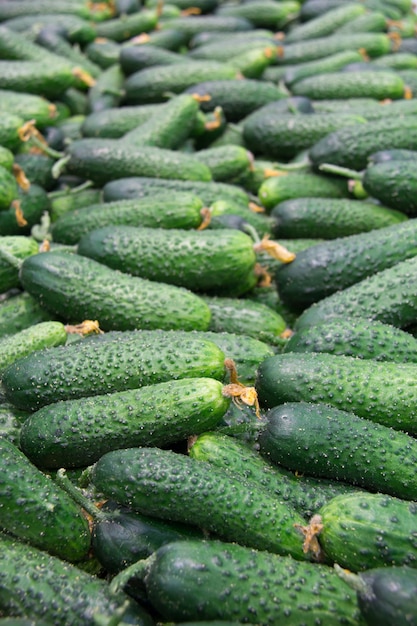 Fresh cucumbers in the market