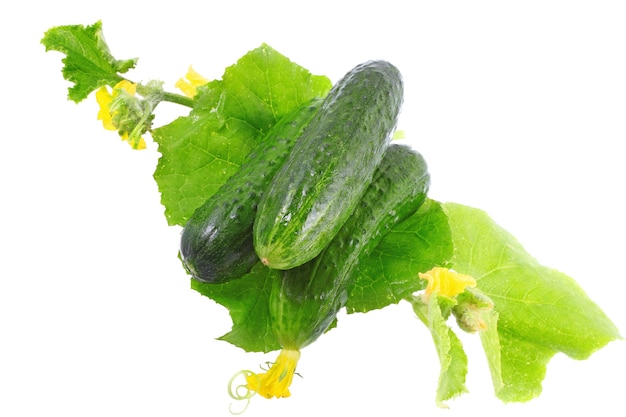 Fresh  cucumbers on  with green leaf and yellow blossom cluster. Isolated over white.