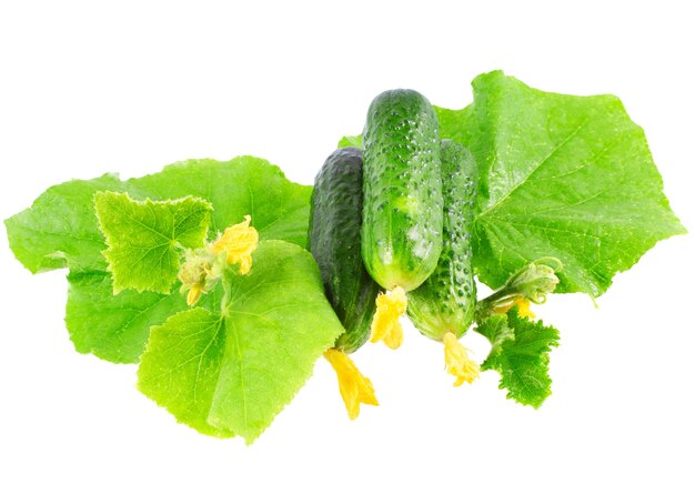 Fresh  cucumbers on  with green leaf and yellow blossom cluster. Isolated over white.