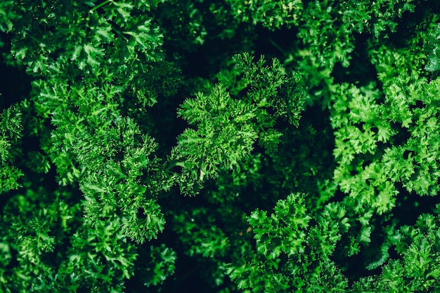 Fresh Curly Parsley in Vegetable Garden