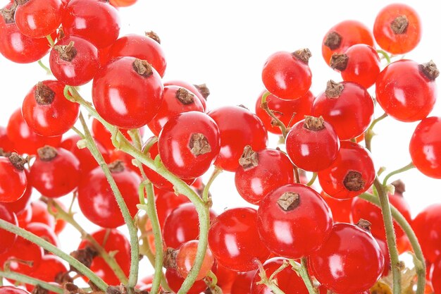 fresh currant on a white background