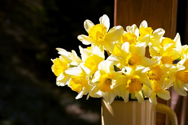 Fresh daffodils in a mug in sunlight