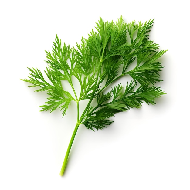 Fresh Dill Leaf isolated on white background