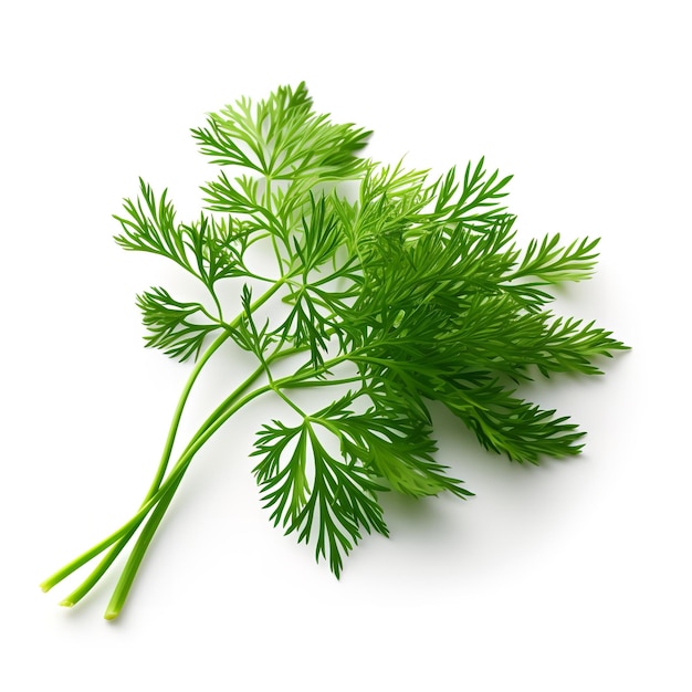 Fresh Dill Leaf isolated on white background