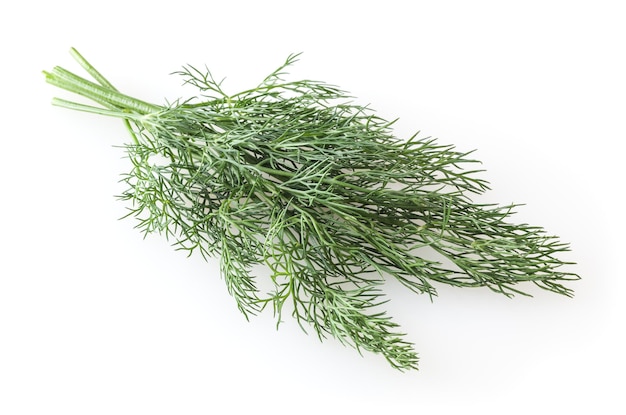 Fresh dill sprig isolated on white background