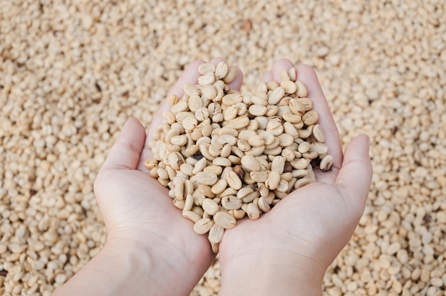 Fresh dry coffee beans in women farmer hand