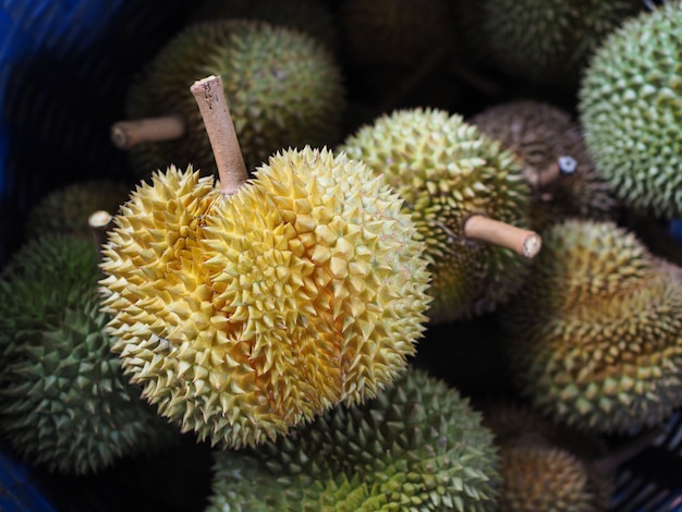 fresh durian fruit in garden