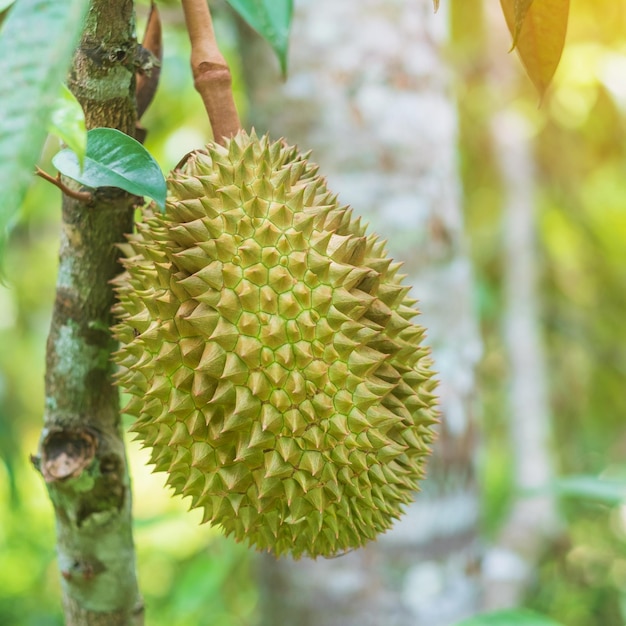 Fresh Durian hanging on tree in garden background king of fruit Thailand Famous Southeast food and Asian Exotic tropical Fruit concept