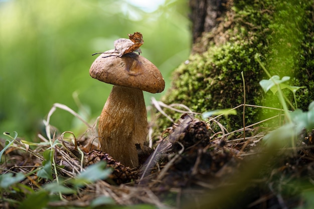 Fresh edible mushroom in coniferous forest Young porcini mushroom in woods