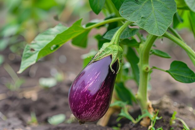 Fresh eggplant growing in a garden