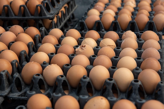 Fresh eggs products for sale in supermarket