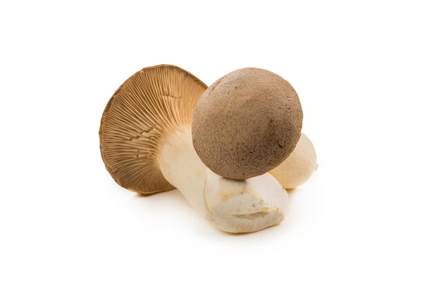 Fresh eringi mushrooms isolated on white  background.