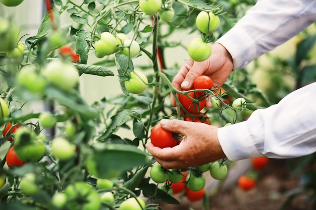 Fresh farm cherry tomatoes on the branches are harvested by the farmer