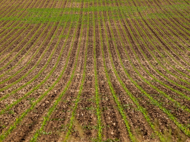 Fresh farm field with new greens in the row.