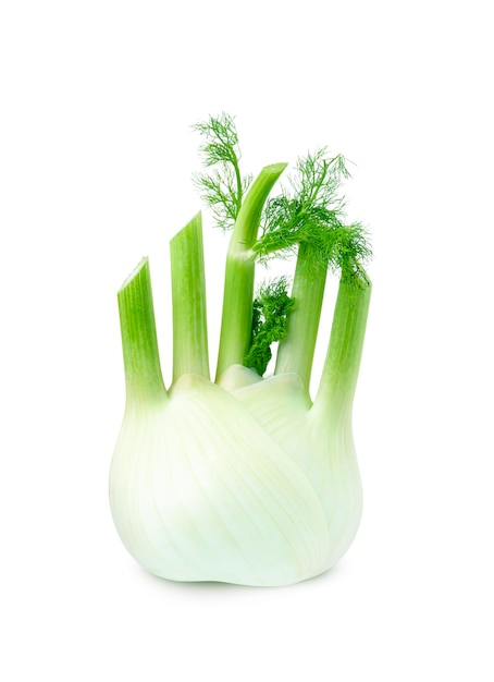 Fresh fennel bulb isolated on white background