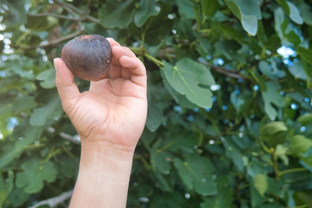 Fresh figs in hand with nature background