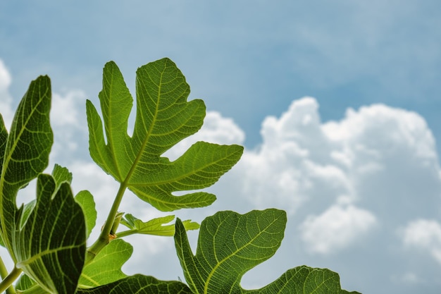 Fresh figs on the plant with green background