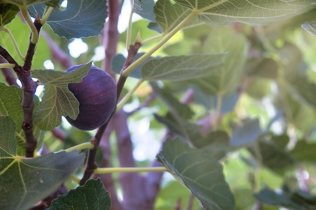 Fresh figs on the plant with green background