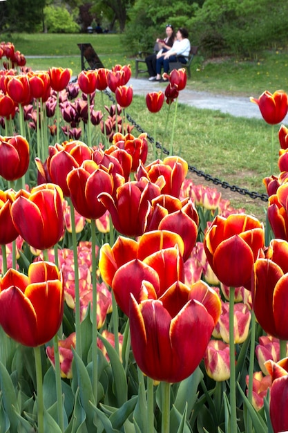 Fresh first spring tulip flowers Selective focus tulips close up