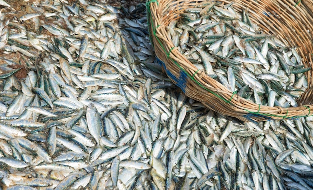 Fresh fish catch in fishing net on beach