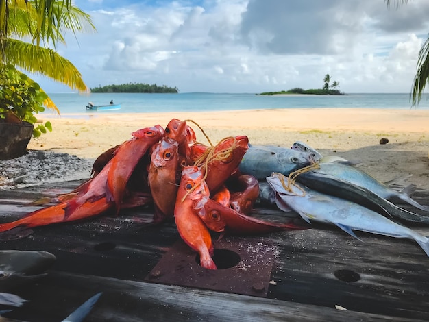 Fresh fish caught in morning on tropical island