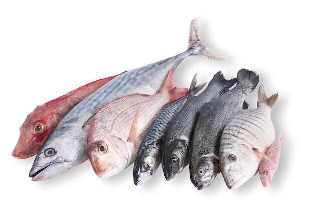 Fresh fish collage in white background