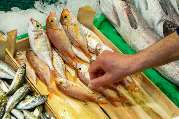 Fresh fish on the ice in the marketxA