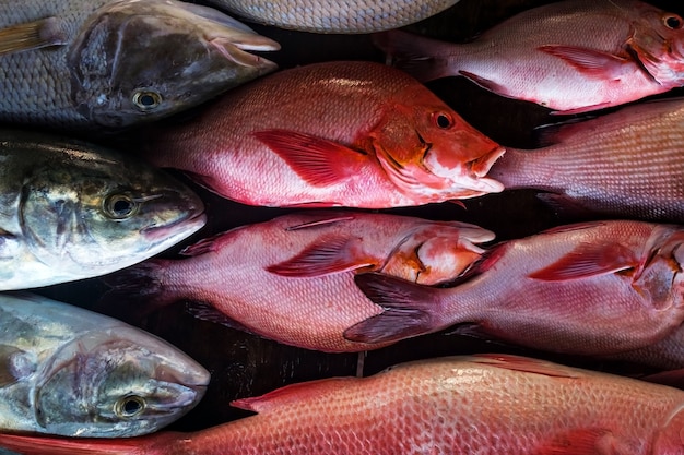 Fresh fish in the market close up