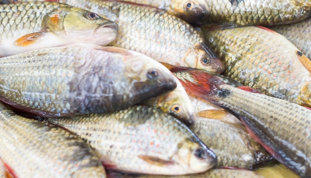 Fresh fish on the market.