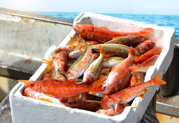 Fresh fish red mullet