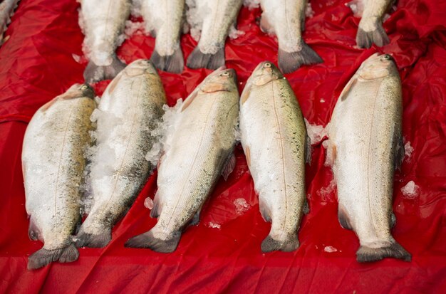 Fresh fish for sale at fish market