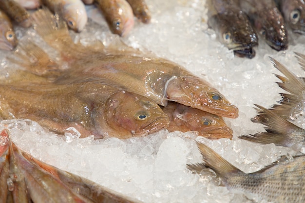 Fresh fish for sale on a market stand and preserved by ice