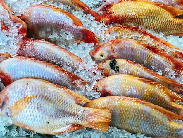 Fresh fish for sale at the market