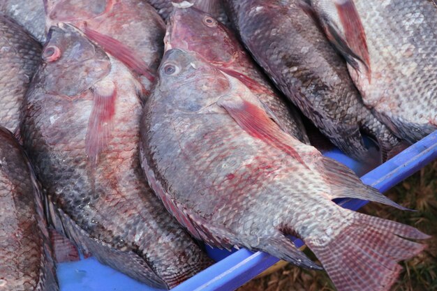 Fresh fishs at the market