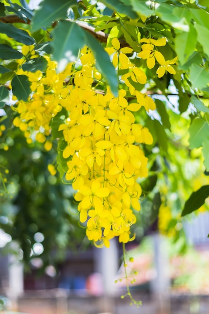 Fresh flowers are golden yellow